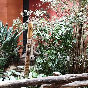 View into the Australian walk-through enclosure