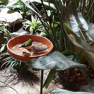Zebra finches and Gouldian finch at the feeding-bowl