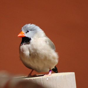 Long-tailed finch