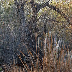 Find and name the mammal