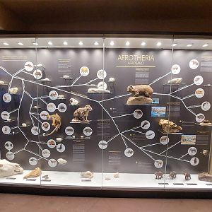 Nocturnal house - Afrotheria educational board