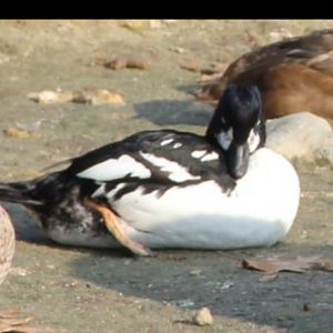 Barrow's or common goldeneye?