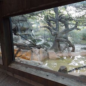 Tiger Exhibit