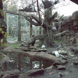 Colobus Monkey Exhibit