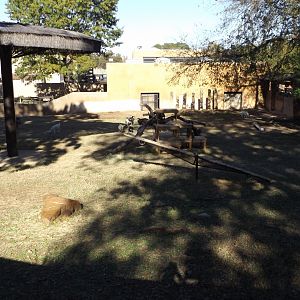 East Africa- Goat Exhibit