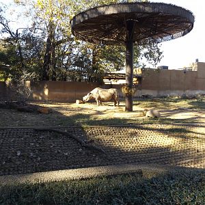 East Africa- Rhino Exhibit