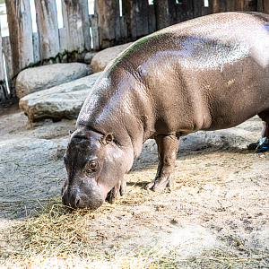 Penelope the female Pygmy Hippo
