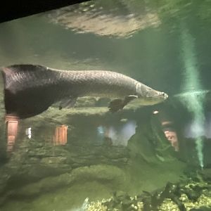 Arapaima