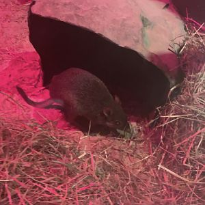 Brush tailed bettong