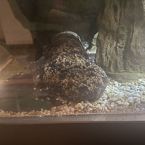 Japanese giant salamander