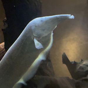Elephant nose knife fish