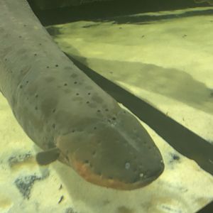 Electric eel