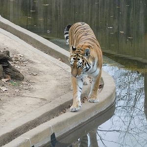 Amur tiger
