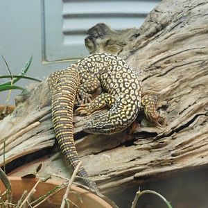 Ridge tail monitor