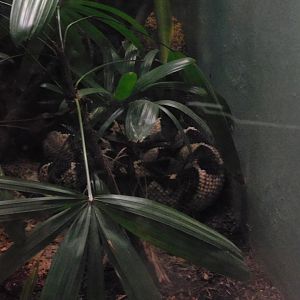 Central American bushmaster