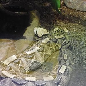 Gabbon viper