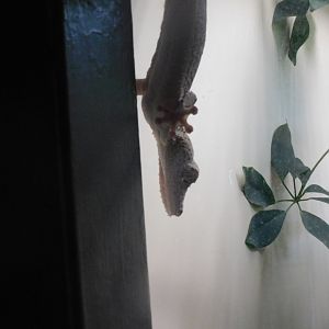 Henkels leaf tailed gecko