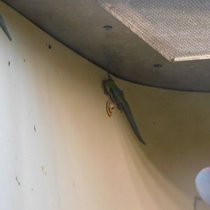 Yellow headed day gecko