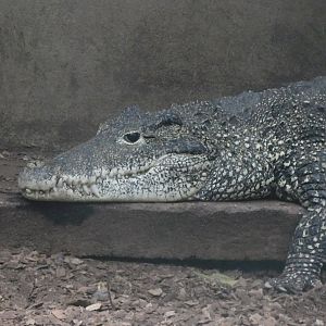 Cuban Crocodile