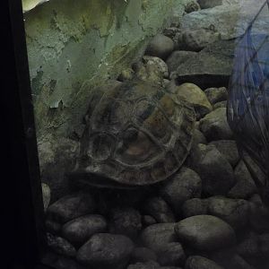 indochinese box turtle
