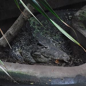 Philippine Crocodile