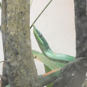 Rhinoceros snake