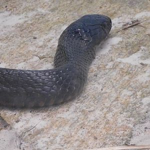 Eastern indigo snake