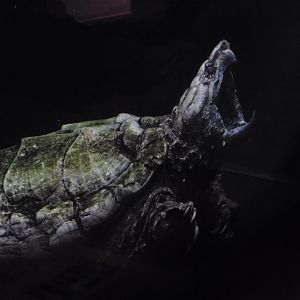 Alligator snapping turtle