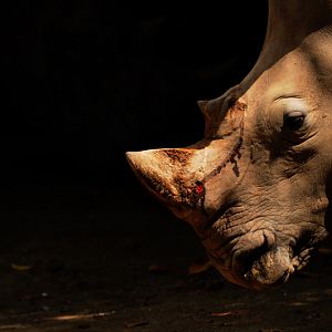 injured white rhino