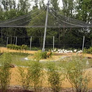 The new flamingo encolusre