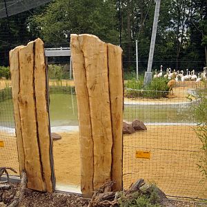 The new flamingo encolusre