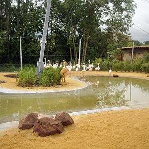 The new flamingo encolusre