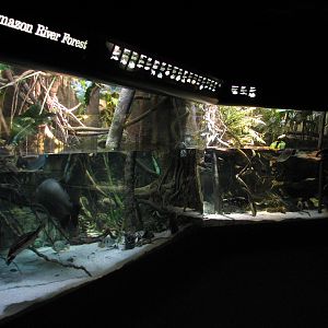 Amazon River Forest Exhibit