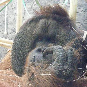 Rajang 6 August 2009