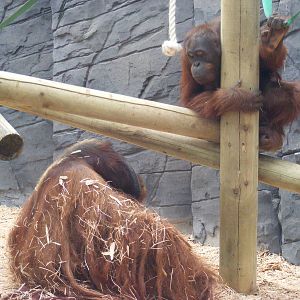 Rajang and Tiga 6 August 2009