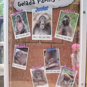 Gelada family tree 6 August 2009