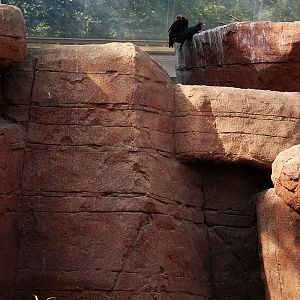 California bighorn and turkey vulture