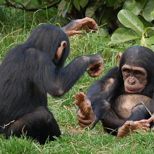 BabyChimps2