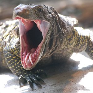 Crocodile Monitor