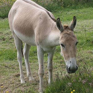 Onager; Whipsnade; 20th June 2009