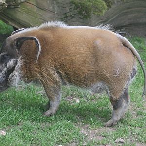 Red river hog; Whipsnade; 20th June 2009