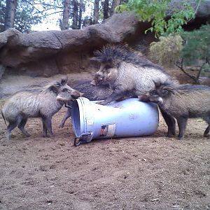 Visayan Warty pigs