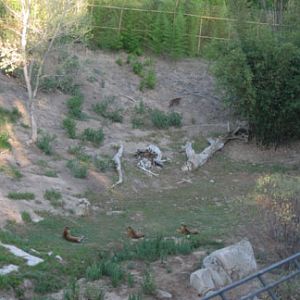 Sumatran Tiger mother and cubs.