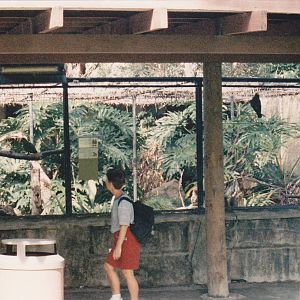 Eclectus Parrot aviary