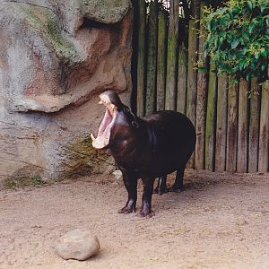 Pygmy Hippo yawn