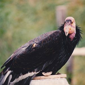 Californian Condor