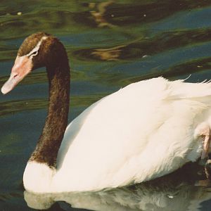 Black-necked Swan