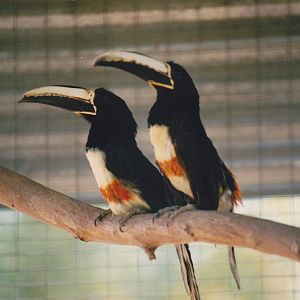 Black-necked Aracaris