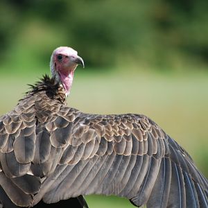 Hooded Vulture