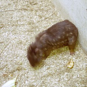 Mountain Paca at Magdeburg 09/09/2005